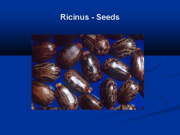 Ricinus - Seeds 