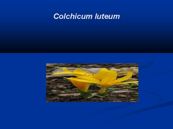 Colchicum luteum 