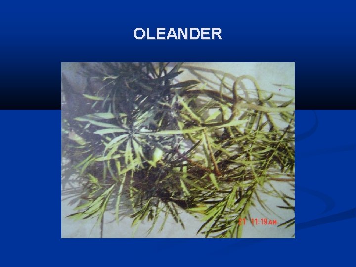 OLEANDER 