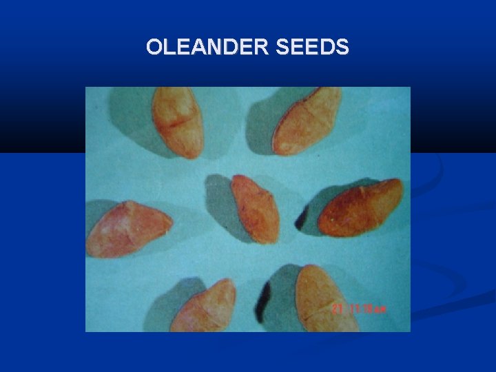 OLEANDER SEEDS 