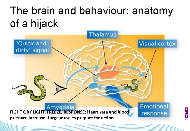 The brain and behaviour: anatomy of a hijack FIGHT OR FLIGHT, FREEZE, RESPONSE: Heart