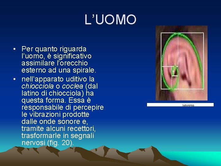 L’UOMO • Per quanto riguarda l’uomo, è significativo assimilare l’orecchio esterno ad una spirale.