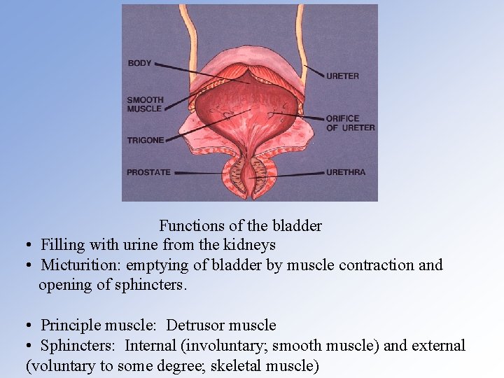 Functions of the bladder • Filling with urine from the kidneys • Micturition: emptying