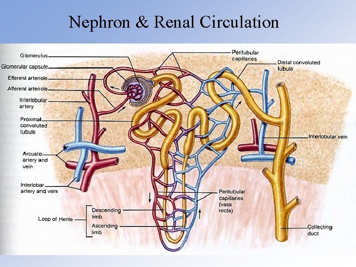 Nephron & Renal Circulation 