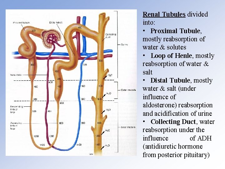 Renal Tubules divided into: • Proximal Tubule, mostly reabsorption of water & solutes •