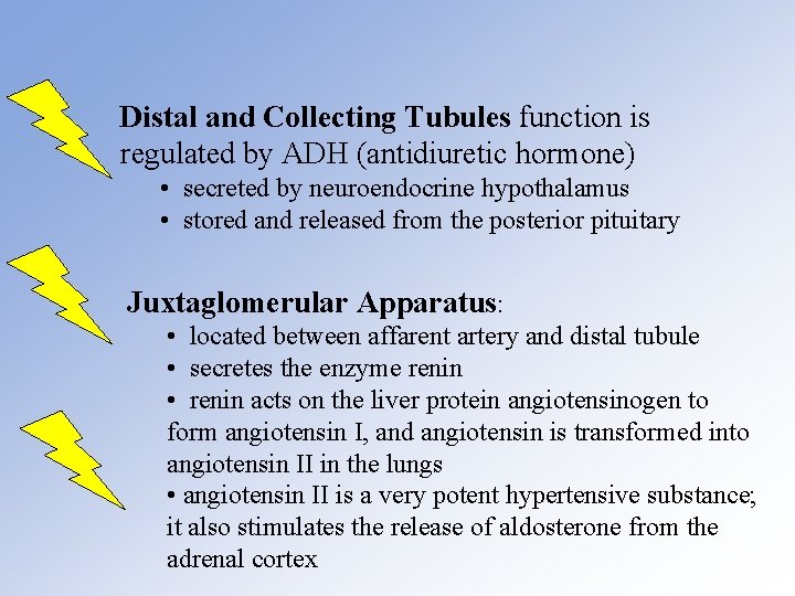 Distal and Collecting Tubules function is regulated by ADH (antidiuretic hormone) • secreted by