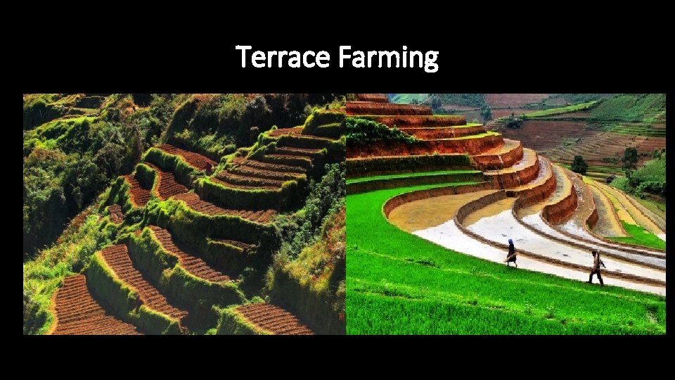 Terrace Farming 