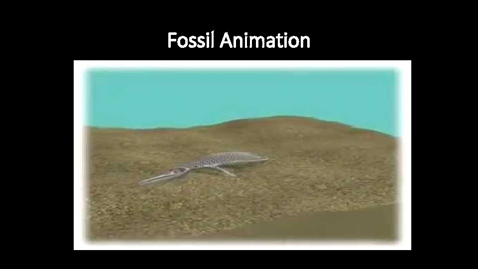 Fossil Animation 