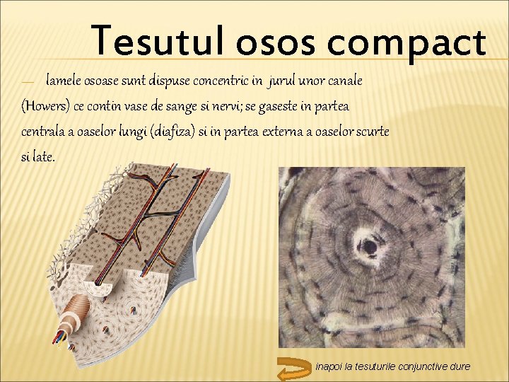 Tesutul osos compact lamele osoase sunt dispuse concentric in jurul unor canale (Howers) ce