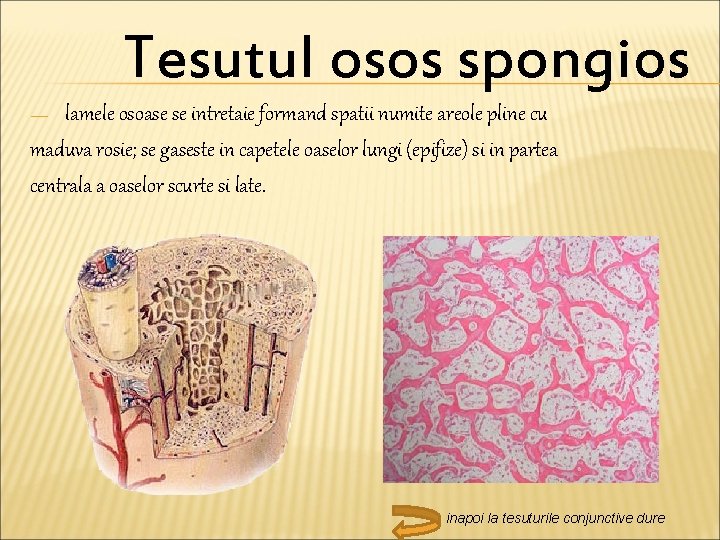 Tesutul osos spongios lamele osoase se intretaie formand spatii numite areole pline cu maduva