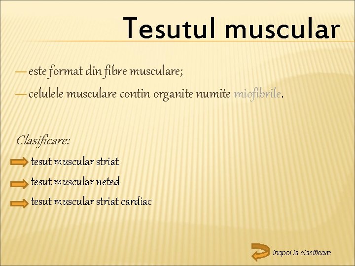 Tesutul muscular — este format din fibre musculare; — celulele musculare contin organite numite