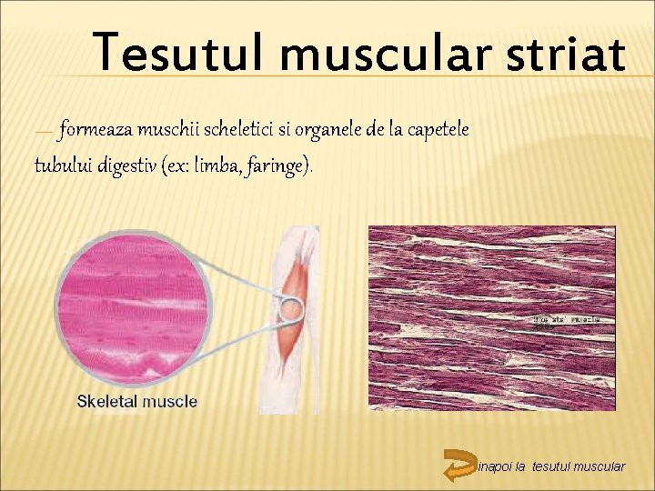 Tesutul muscular striat formeaza muschii scheletici si organele de la capetele tubului digestiv (ex: