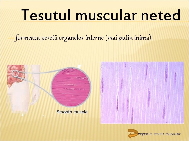 Tesutul muscular neted — formeaza peretii organelor interne (mai putin inima). inapoi la tesutul