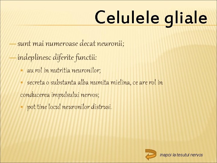 Celulele gliale — sunt mai numeroase decat neuronii; — indeplinesc diferite functii: au rol