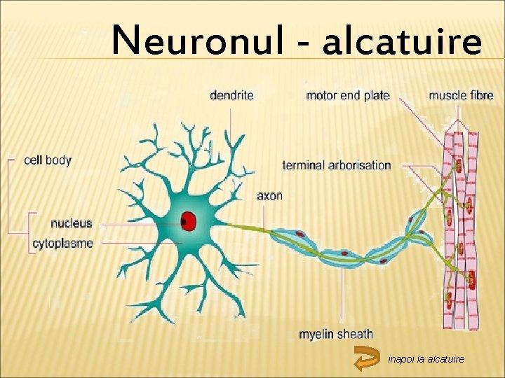 Neuronul - alcatuire inapoi la alcatuire 