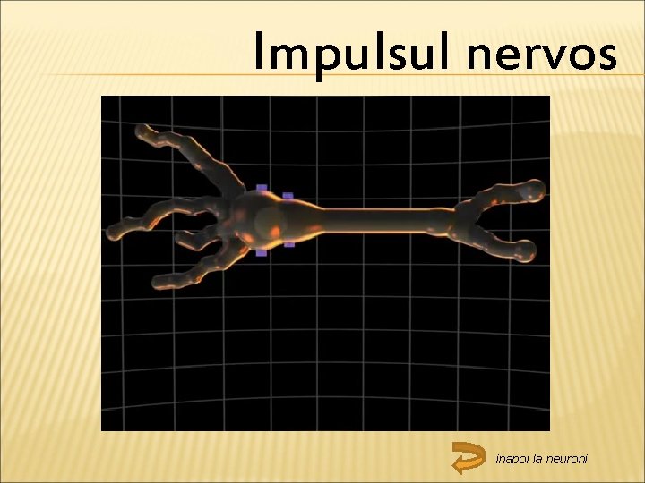 Impulsul nervos inapoi la neuroni 