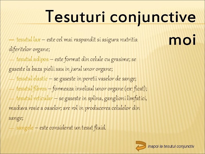 Tesuturi conjunctive moi tesutul lax – este cel mai raspandit si asigura nutritia diferitelor