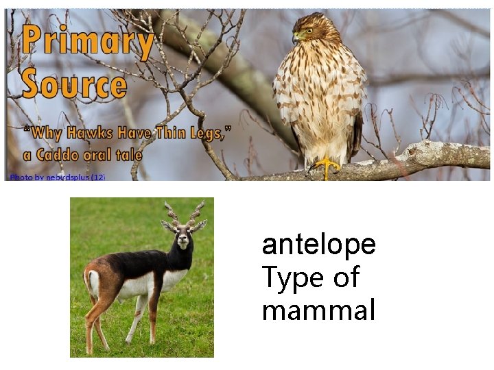 antelope Type of mammal 