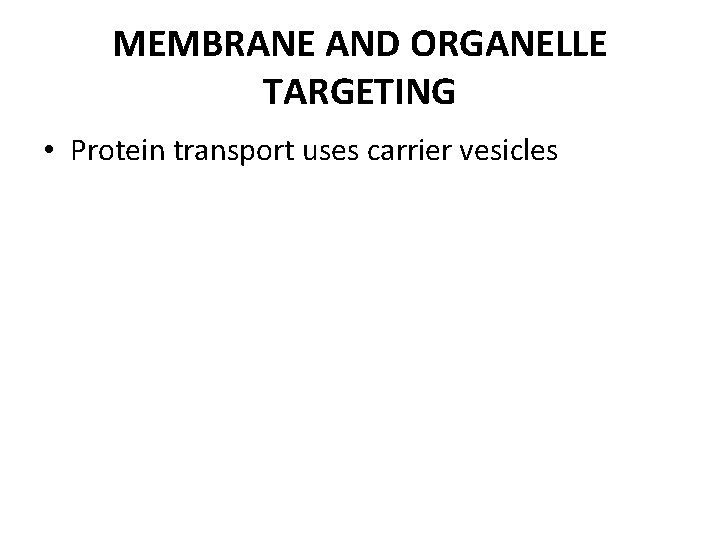 MEMBRANE AND ORGANELLE TARGETING • Protein transport uses carrier vesicles 