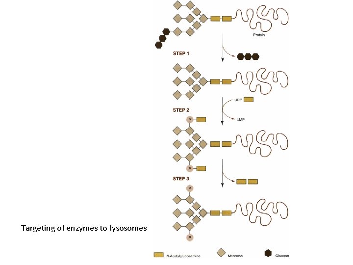 Targeting of enzymes to Iysosomes 