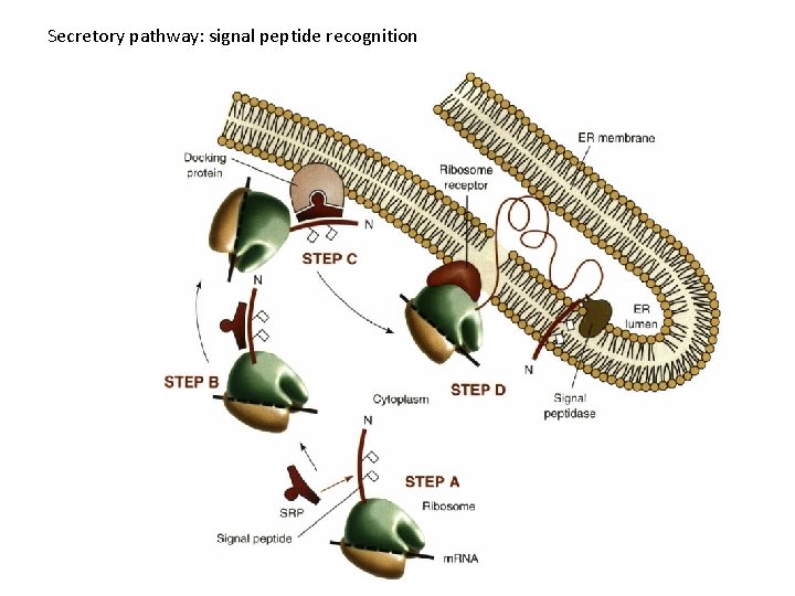Secretory pathway: signal peptide recognition 