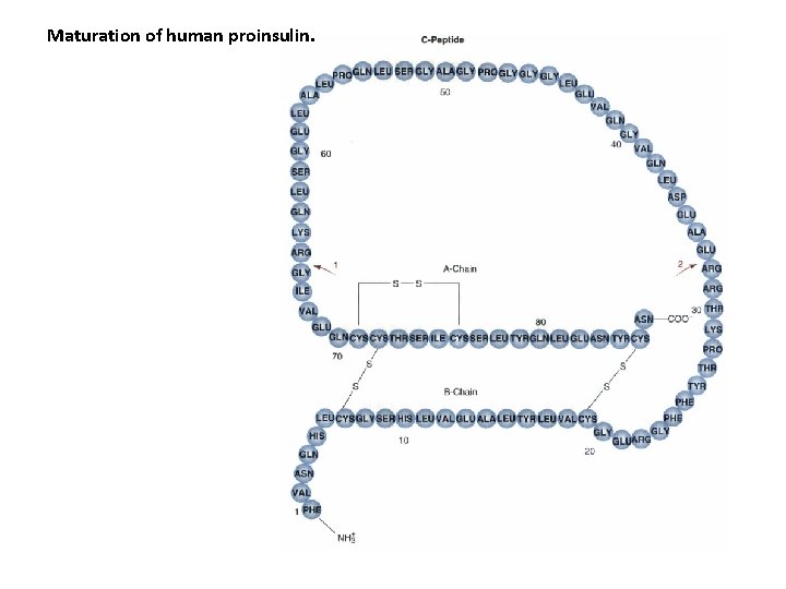 Maturation of human proinsulin. 