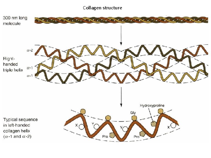 Collagen structure 