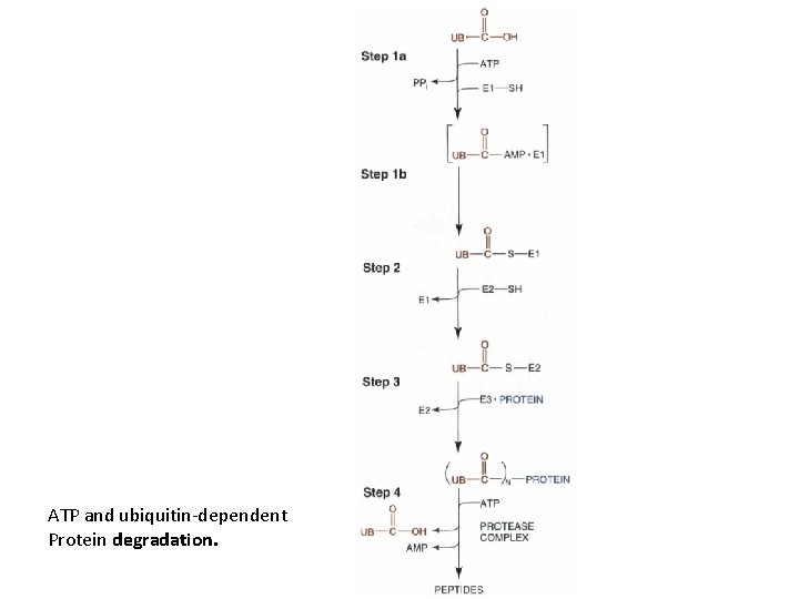 ATP and ubiquitin-dependent Protein degradation. 
