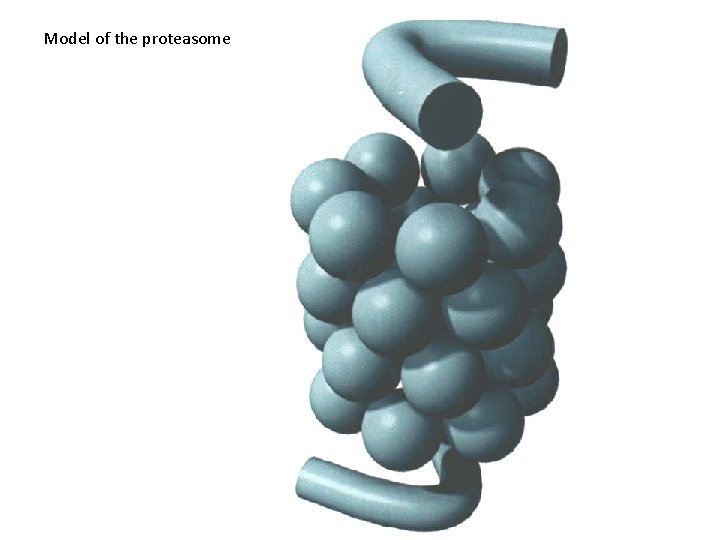 Model of the proteasome 