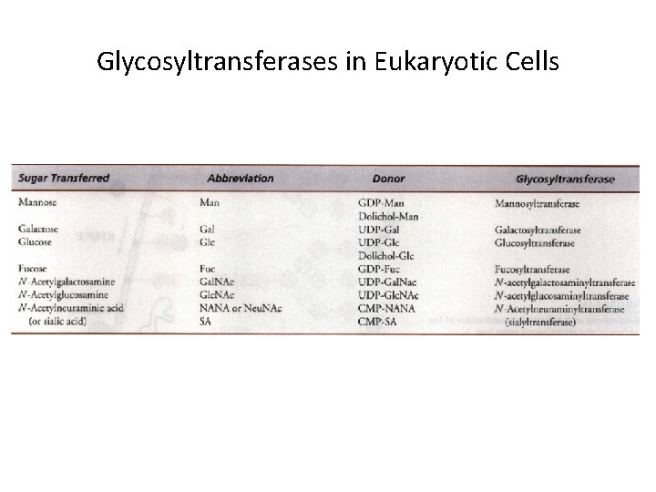 Glycosyltransferases in Eukaryotic Cells 
