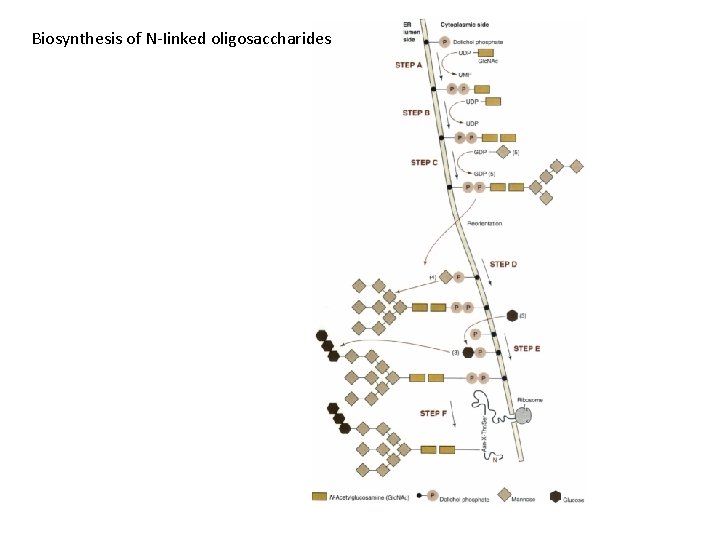 Biosynthesis of N-Iinked oligosaccharides 