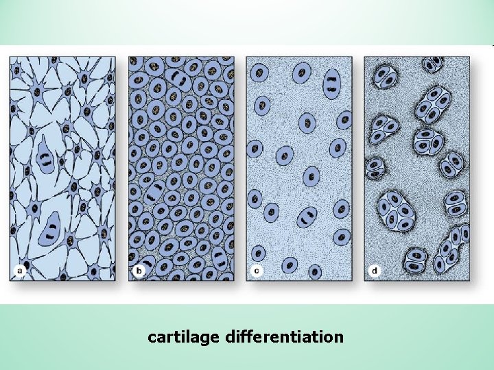 cartilage differentiation 