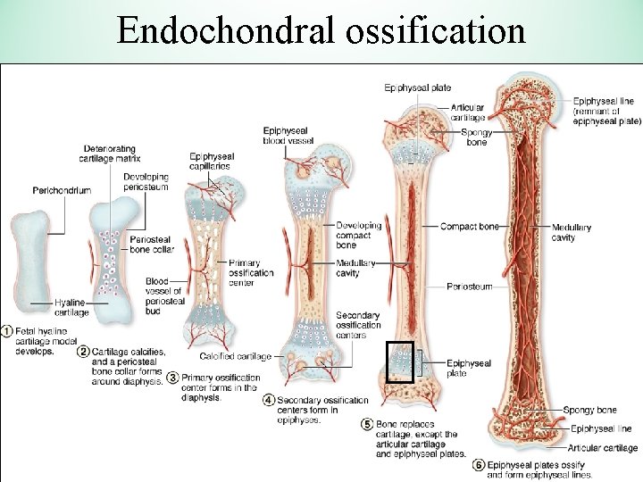 Endochondral ossification 