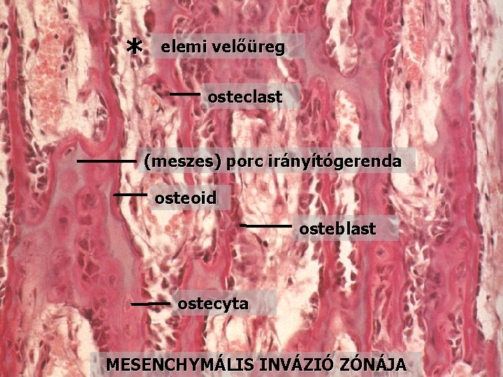 * elemi velőüreg osteclast (meszes) porc irányítógerenda osteoid osteblast ostecyta MESENCHYMÁLIS INVÁZIÓ ZÓNÁJA 