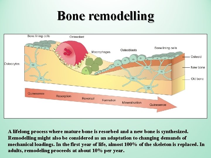 Bone remodelling A lifelong process where mature bone is resorbed and a new bone