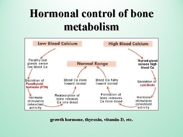 Hormonal control of bone metabolism growth hormone, thyroxin, vitamin-D, etc. 