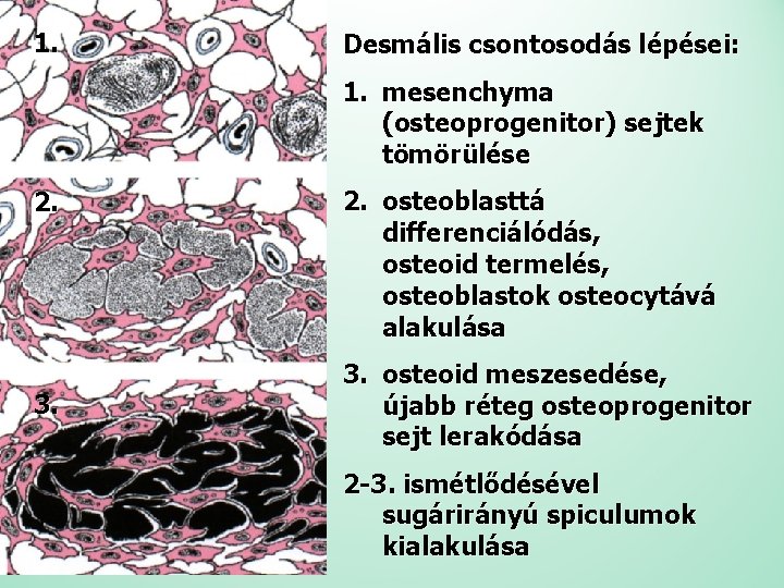 1. Desmális csontosodás lépései: 1. mesenchyma (osteoprogenitor) sejtek tömörülése 2. 3. 2. osteoblasttá differenciálódás,