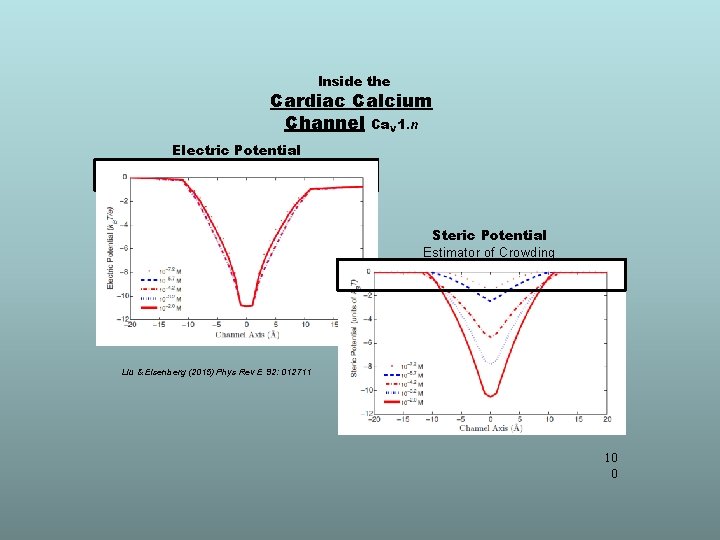 Inside the Cardiac Calcium Channel Ca. V 1. n Electric Potential Steric Potential Estimator