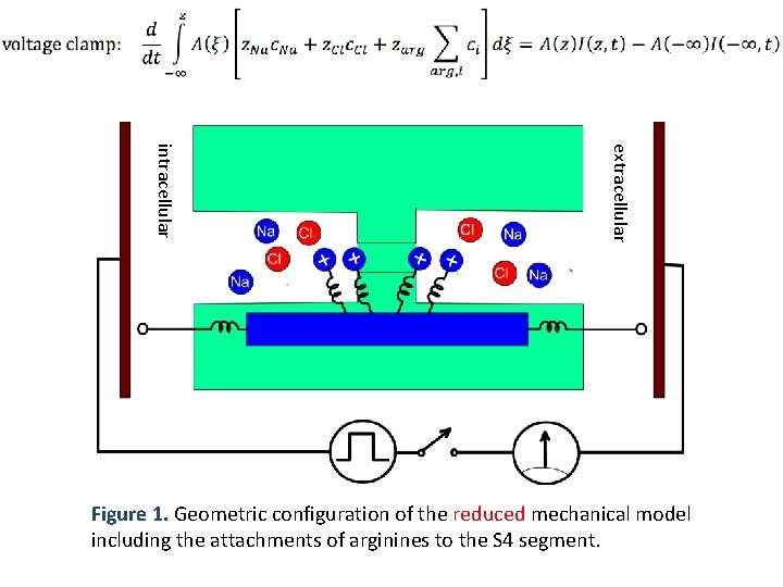 extracellular intracellular Figure 1. Geometric configuration of the reduced mechanical model including the attachments