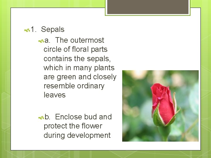  1. Sepals a. The outermost circle of floral parts contains the sepals, which