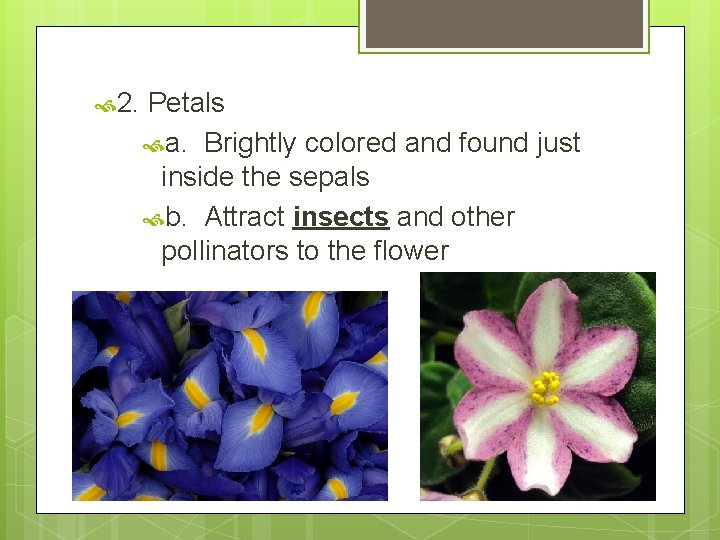  2. Petals a. Brightly colored and found just inside the sepals b. Attract