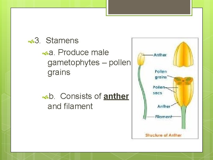  3. Stamens a. Produce male gametophytes – pollen grains b. Consists of anther