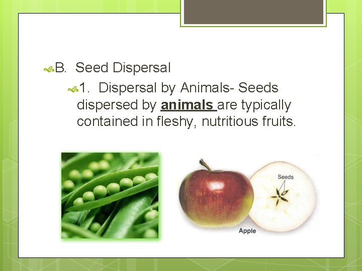  B. Seed Dispersal 1. Dispersal by Animals- Seeds dispersed by animals are typically