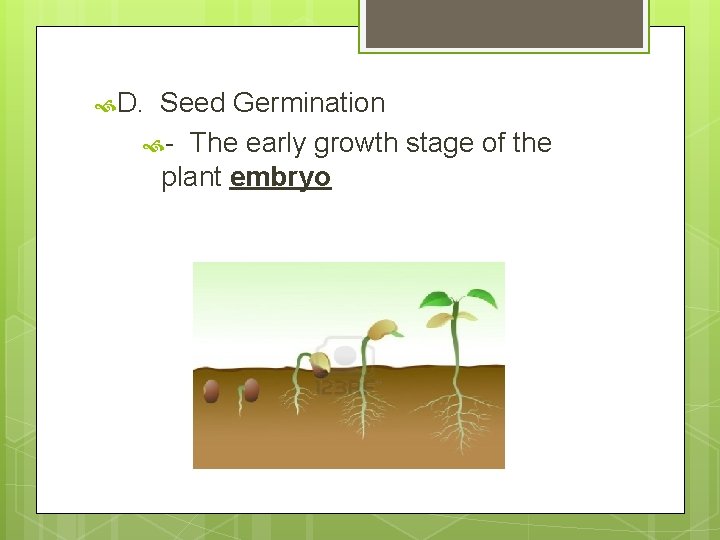  D. Seed Germination - The early growth stage of the plant embryo 