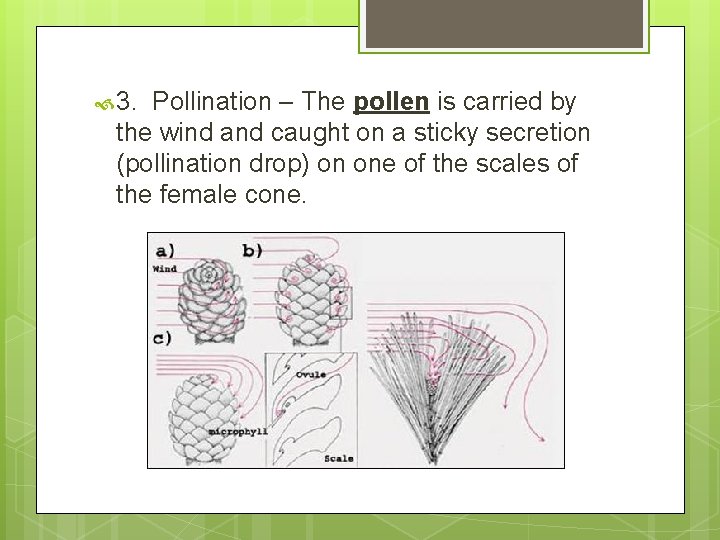  3. Pollination – The pollen is carried by the wind and caught on