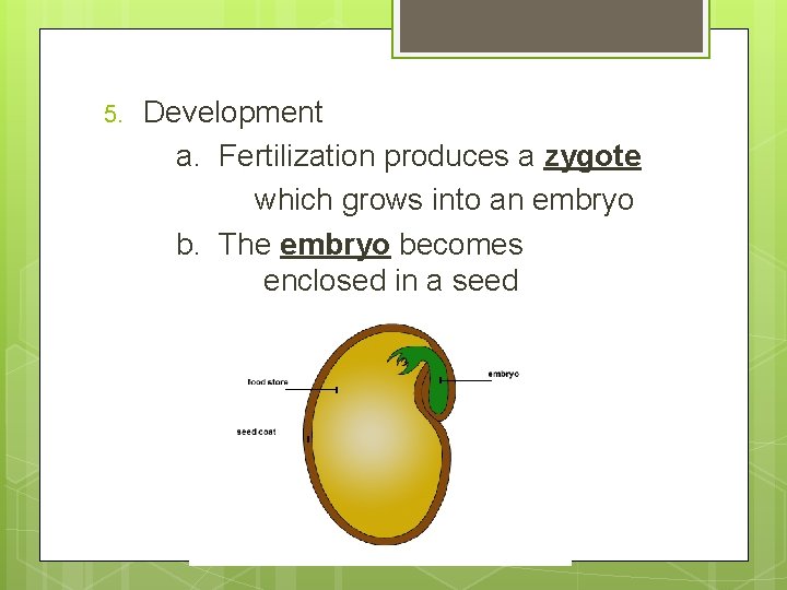 5. Development a. Fertilization produces a zygote which grows into an embryo b. The