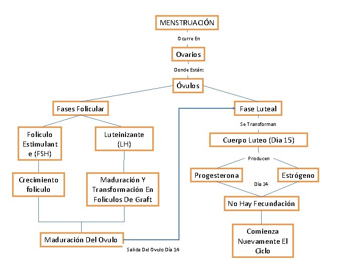 MENSTRUACIÓN Ocurre En Ovarios Donde Están: Óvulos Fases Folicular Fase Luteal Se Transforman Folículo
