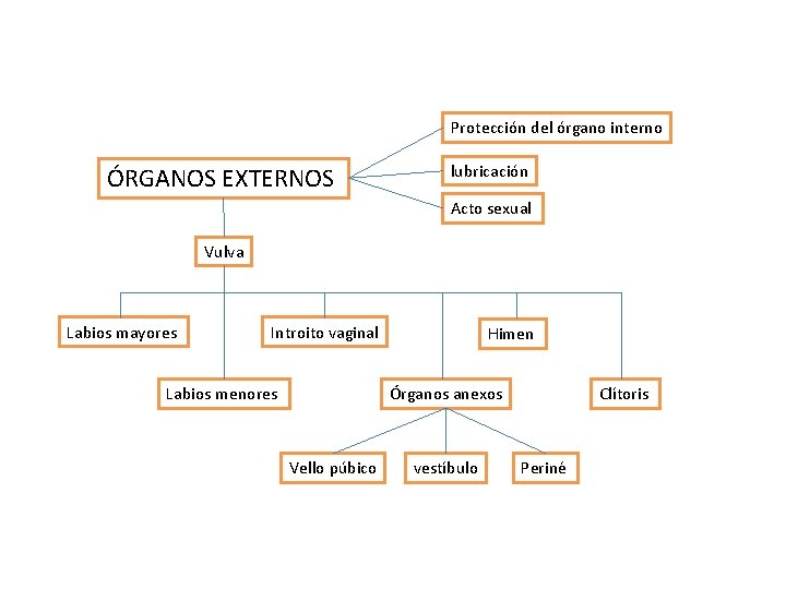 Protección del órgano interno ÓRGANOS EXTERNOS lubricación Acto sexual Vulva Labios mayores Introito vaginal