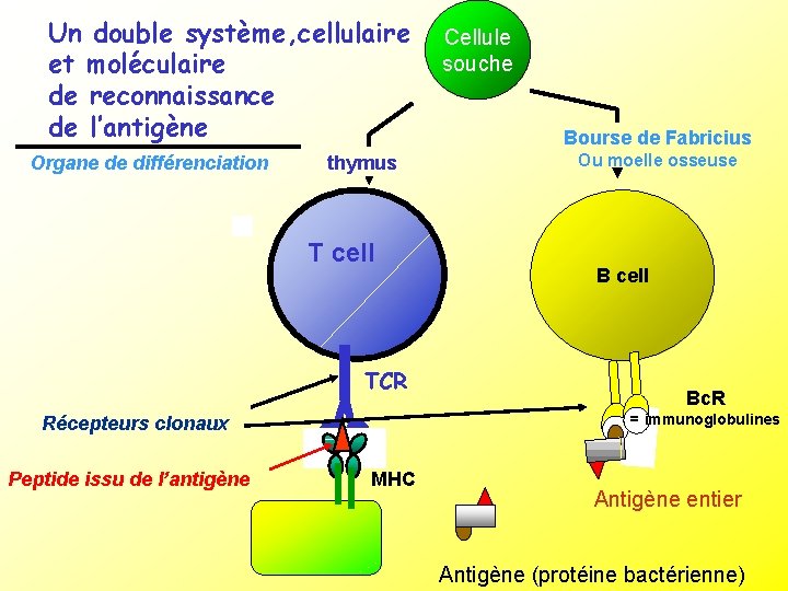 Un double système, cellulaire et moléculaire de reconnaissance de l’antigène thymus Bourse de Fabricius