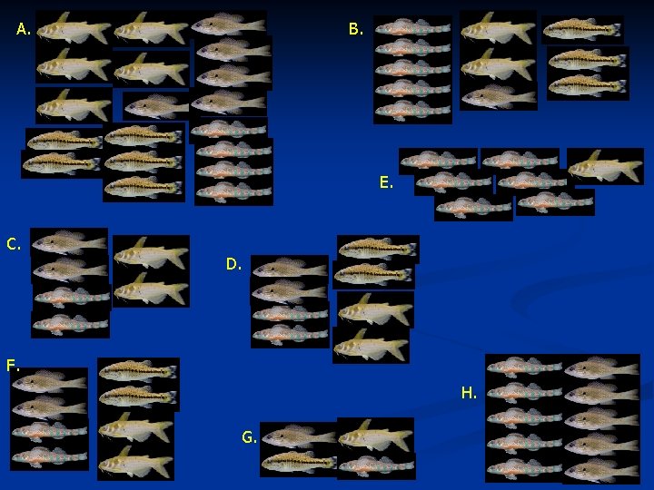 A. B. E. C. D. F. H. G. 